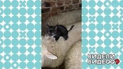 Котенок нашел теплое местечко. Видели видео? Фрагмент