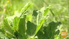 Борщевик, убирайся! Доброе утро. Фрагмент