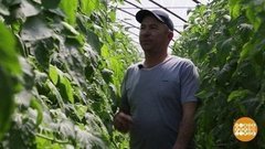 Дагестанские огурчики, краснодарский чесночок. Доброе утро. Фрагмент