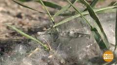 Пух полетел! Доброе утро. Фрагмент