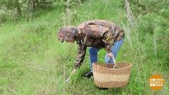 Грибы пошли! Доброе утро. Фрагмент