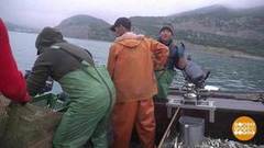 Хорошо ловится рыбка барабулька. Доброе утро. Фрагмент