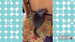 Кошка прогнала женихов. Видели видео? Фрагмент