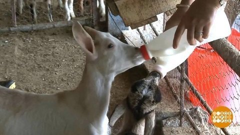 В мире. Молочный коктейль со всего света. Доброе утро. Фрагмент