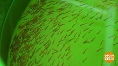 С новосельем, мальки! Доброе утро. Фрагмент