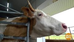 Почему молоко белое? Доброе утро. Фрагмент