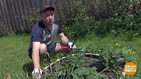 Вакцинация не отходя от грядки. Доброе утро. Фрагмент