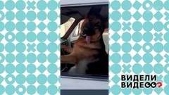 Овчарка за рулем. Видели видео? Фрагмент