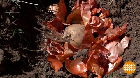 Лук против медведки, мыло — от муравьев. Доброе утро. Фрагмент
