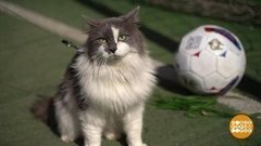 Евро-2020: питерские коты готовы! Доброе утро. Фрагмент