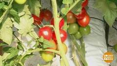 Синьор Помидор, пожалуйте к столу! Доброе утро. Фрагмент