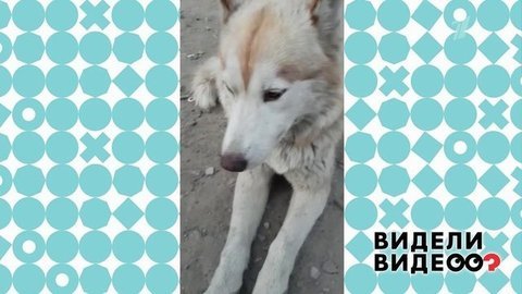 Видели видео? Анонс