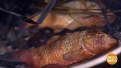 Дмитрий Талабуев коптит рыбку. Доброе утро. Фрагмент