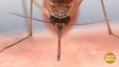 Комара надо знать в лицо. Доброе утро. Фрагмент