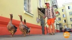 Кошка? Собака? Гуси! Доброе утро. Фрагмент