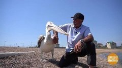 Добрые люди и спасенные звери. Доброе утро. Фрагмент