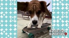 Бигль на скейтборде. Видели видео? Фрагмент