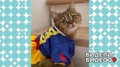 Кошка в роли Белоснежки. Видели видео? Фрагмент