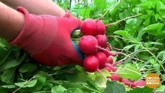 Почему редиска горчит? Доброе утро. Фрагмент