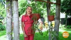 Садовые эксперименты. Доброе утро. Фрагмент