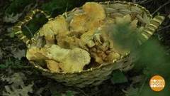 Лисичкин круг. Доброе утро. Фрагмент