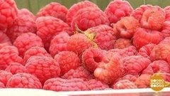 Ягода-малина! Или не ягода? Доброе утро. Фрагмент