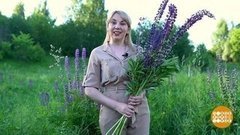 Сорняки – полезные и не очень. Доброе утро. Суббота. Фрагмент