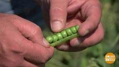 Гороховый путь: от поля до банки. Доброе утро. Фрагмент