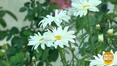 Ромашки из Ромашково. Доброе утро. Фрагмент