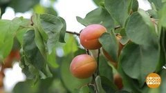 Абрикосовый рай. Доброе утро. Суббота. Фрагмент