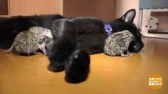 А не завести ли нам – ежа? Или рыбку? Доброе утро. Суббота. Фрагмент