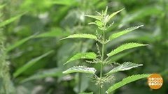 Ох, и наваристая крапива! Доброе утро. Суббота. Фрагмент