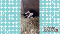 Хаски приютила кошку с котятами. Видели видео? Фрагмент