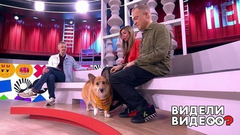 Ловкий кот, овчарка и ее подопечные, малышка и лабрадор. Видели видео? Часть 2