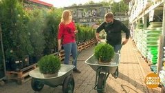 Тест-драйв для садовой тачки. Доброе утро. Фрагмент