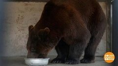 Медведю – мороженое, попугаю – душ-шарко. Доброе утро. Суббота. Фрагмент