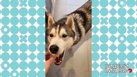 Хаски любит капусту? Да! Видели видео? Фрагмент