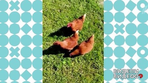 Кур научили команде "Ко мне!" Видели видео? Фрагмент