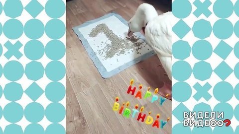 Гусь Сережа празднует день рождения. Видели видео? Фрагмент