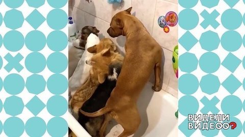 Аквадискотека для пятерых. Видели видео? Фрагмент