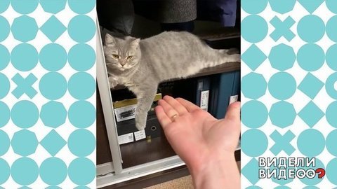 «Без кота и жизнь не та». Видели видео? Фрагмент