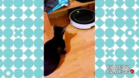 Если твой друг пылесос. Видели видео? Фрагмент выпуска