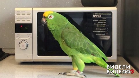 Гринч неподражаемый. Видели видео? Фрагмент