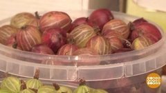 Крыжовник поспел! Доброе утро. Фрагмент