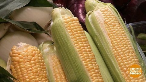 Выбираем молодую кукурузу. Доброе утро. Фрагмент
