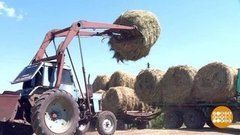 Кругом - стога. Доброе утро. Фрагмент