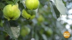 Урожай, спасайся! Доброе утро. Фрагмент