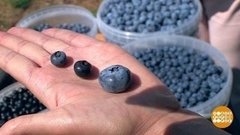 Найти голубику: квест для пытливых. Доброе утро. Фрагмент