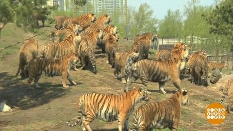 В мире. День тигра. Доброе утро. Фрагмент