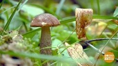 Грибные хитрости. Доброе утро. Фрагмент